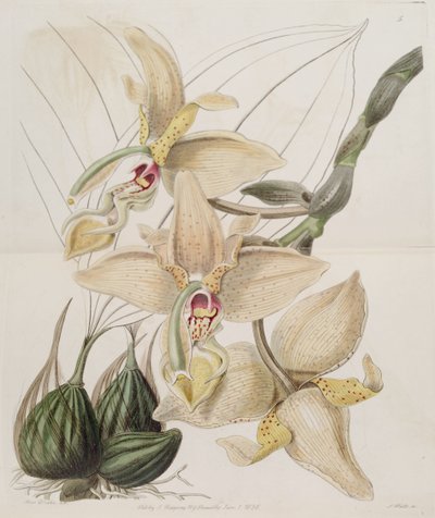 Stanhopea × quadricornis Lindl. (1838) (Stanhopea grandiflora × Stanhopea wardii) - Miss Drake